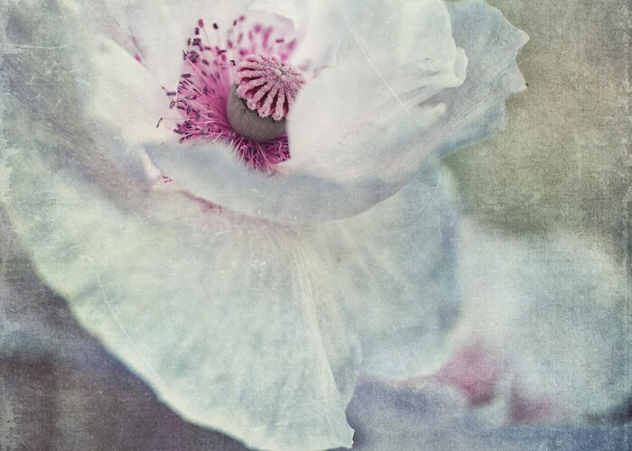 Poppy Greeting Card featuring the photograph White And Pink by Priska Wettstein