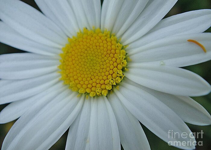 Chrysanthemum Greeting Card featuring the photograph White and yellow chrysanthemum by Karin Ravasio