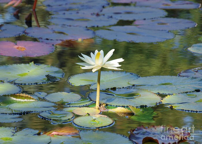 Lily Greeting Card featuring the photograph White and Yellow Lily by Patryk Lomza