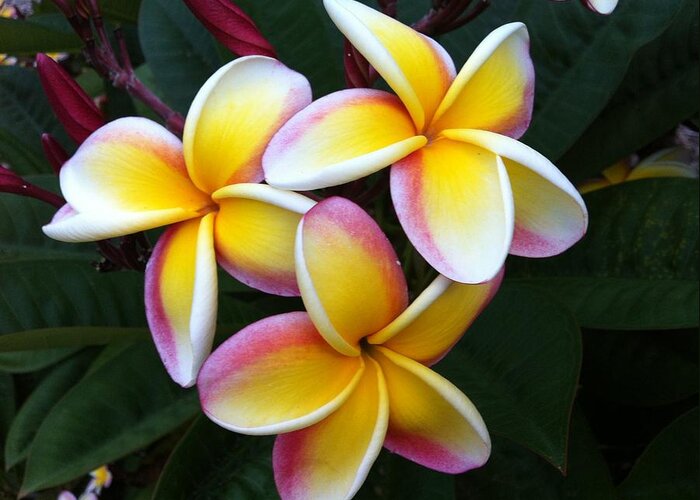 Yellow Plumeria Greeting Card featuring the photograph White and Yellow Plumeria by Angela Bushman