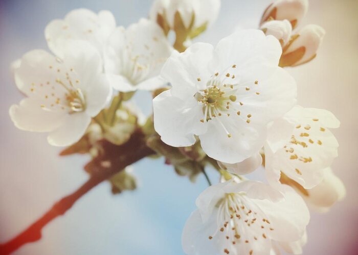 Apple Blossom Greeting Card featuring the photograph White apple blossom in spring by Matthias Hauser