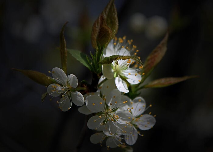 White Blossoms Greeting Card featuring the photograph White Blossoms by John Stuart Webbstock