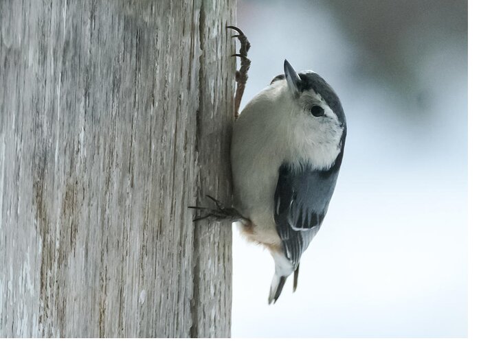 Bird Greeting Card featuring the photograph White-Breasted Nuthatch by Holden The Moment