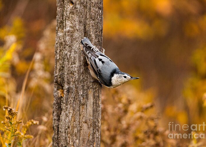 Animal Greeting Card featuring the photograph White-breasted Nuthatch by Linda Freshwaters Arndt