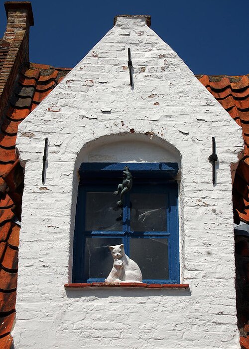 Cat Greeting Card featuring the photograph White cat at blue window by RicardMN Photography