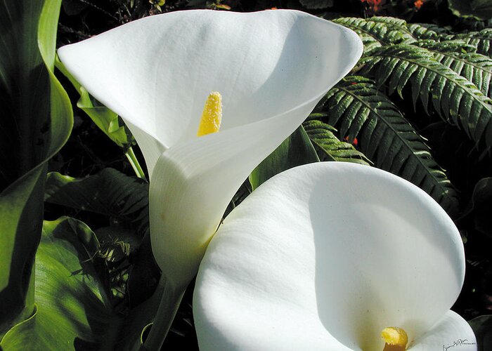 Flower Greeting Card featuring the photograph White Corn Lily by Brian Gilna