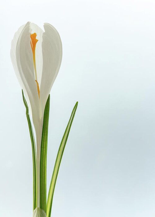 Clear Sky Greeting Card featuring the photograph White Crocus by Daniel Kulinski