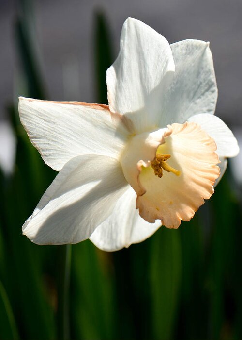 Daffodil Greeting Card featuring the photograph White Daffodil by Amy Porter