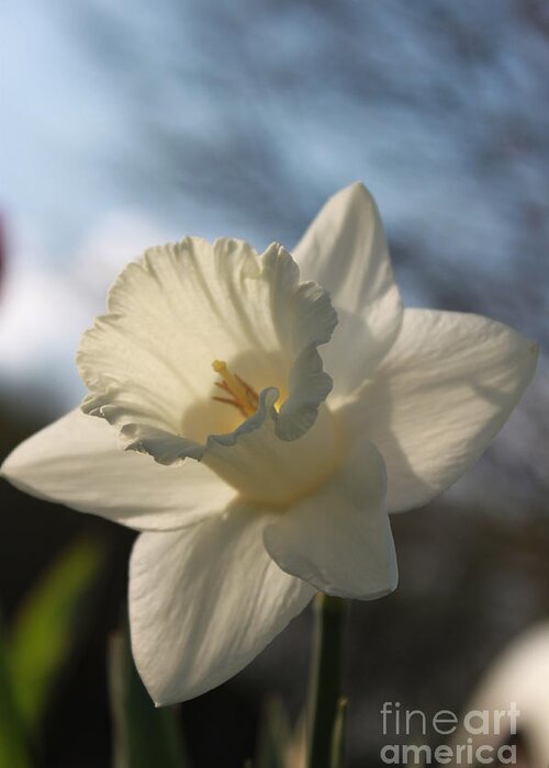 Daffodil Greeting Card featuring the photograph White Daffodil by Jennifer E Doll