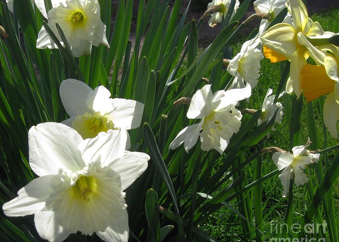 Photographs Greeting Card featuring the photograph White Daffodils by Ellen Miffitt