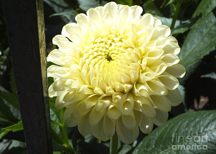 White Dahlia Greeting Card featuring the photograph White Dahlia by Yenni Harrison