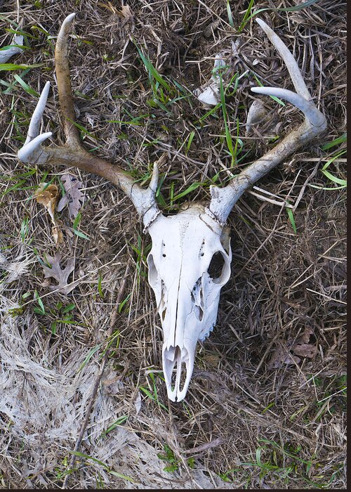 Animal Greeting Card featuring the photograph White Deer Skull in Grass by Lynn Hansen
