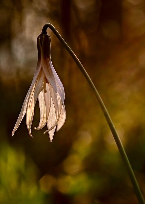 2012 Greeting Card featuring the photograph White Dogtooth Violet by Robert Charity