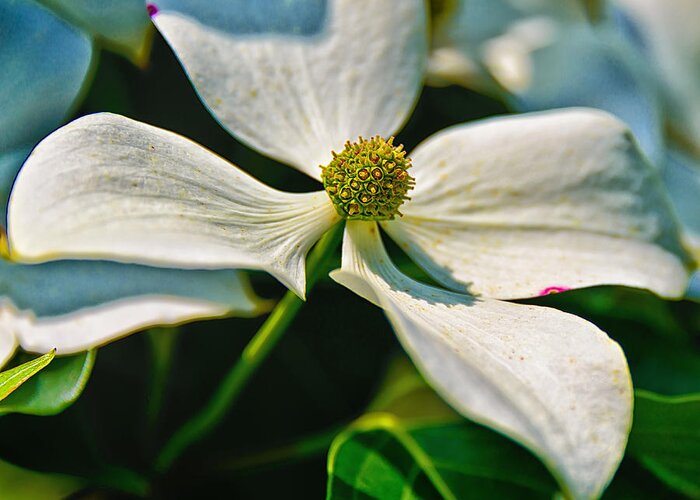 Chanticleer Gardens Greeting Card featuring the photograph White Dogwood Flower by Louis Dallara
