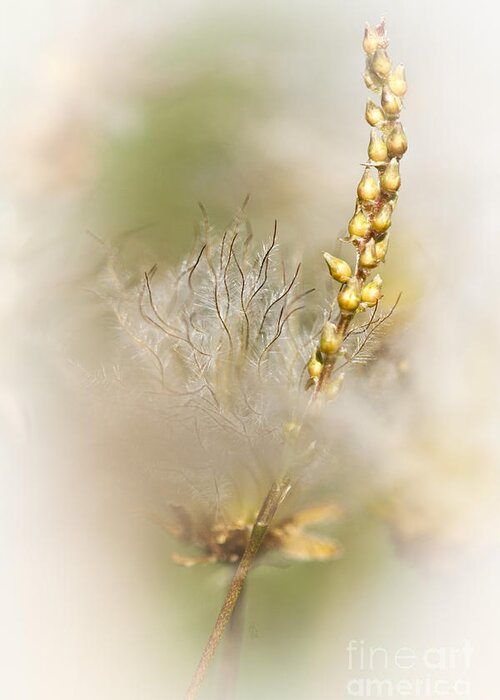 Avens Greeting Card featuring the photograph White Dryas by Heiko Koehrer-Wagner