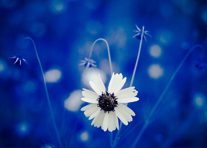 Art Greeting Card featuring the photograph White Flower by Darryl Dalton