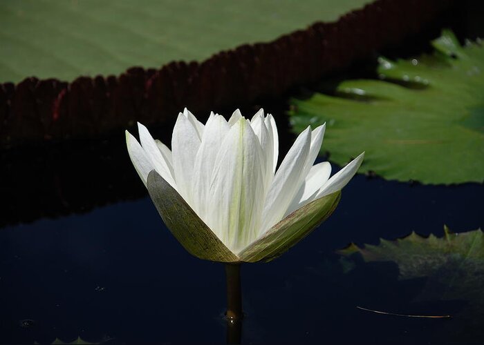 Water Greeting Card featuring the photograph White Flower Growing Out of Lily Pond by Jennifer Ancker