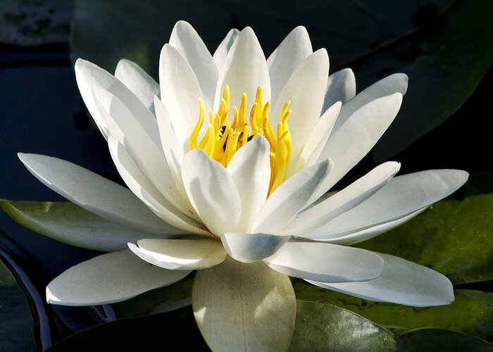 Water Lily Greeting Card featuring the photograph White Water Lily by Christina Rollo