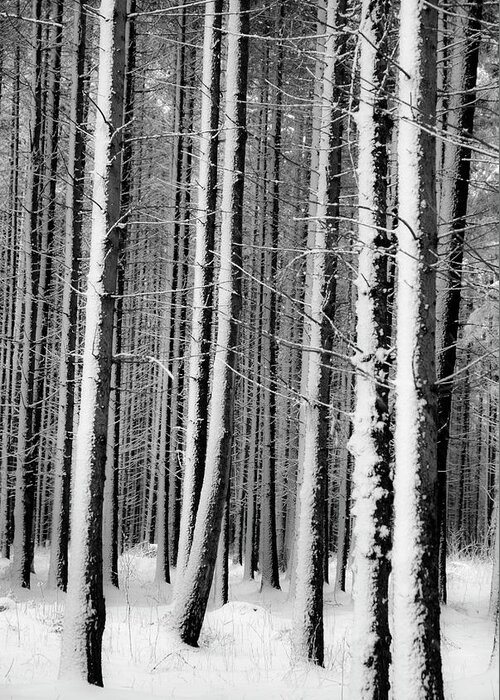 Tranquility Greeting Card featuring the photograph White Forest by Rambynas