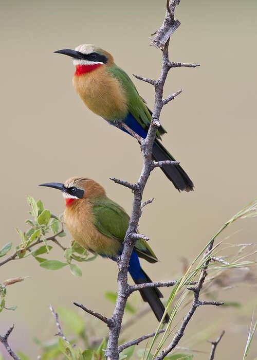 Animal Greeting Card featuring the photograph White-fronted bee-eaters by Science Photo Library