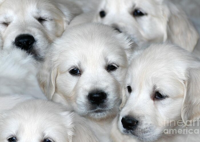 white golden retriever puppies price