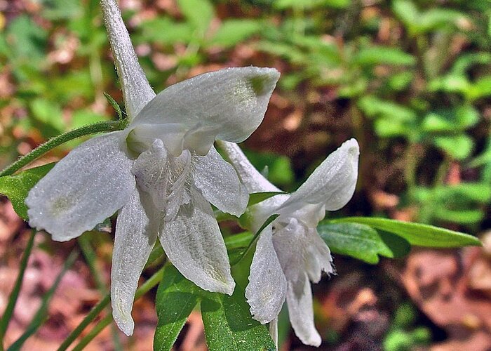 White Larkspur On Rock Spring Trail Near Natchez Trace Parkway Greeting Card featuring the photograph White Larkspur on Rock Spring Trail near Natchez Trace Parkway-Alabama by Ruth Hager