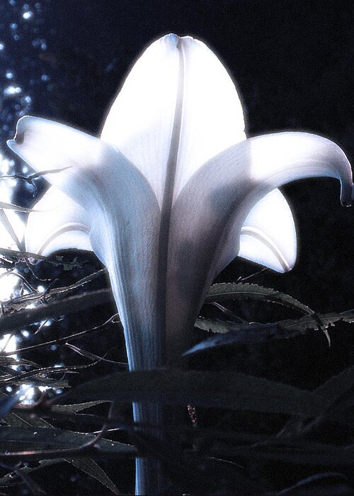Lily Greeting Card featuring the photograph White Lily by Jan Marvin by Jan Marvin