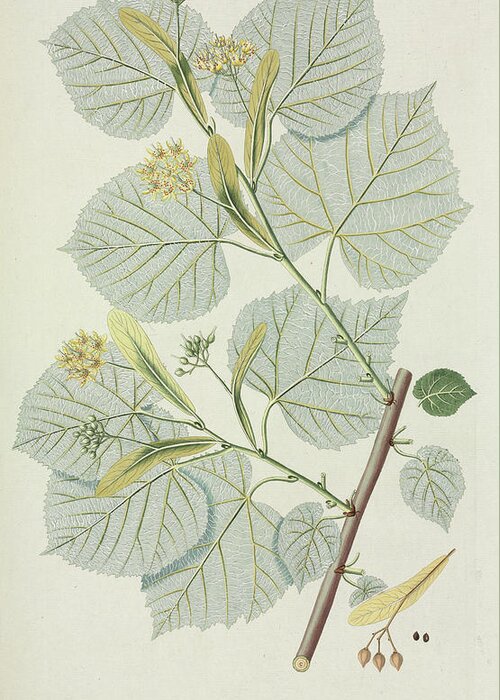 Botanical Greeting Card featuring the photograph White Lime Tree (tilia Alba) by Natural History Museum, London/science Photo Library
