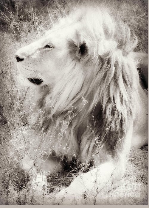 White Lion Greeting Card featuring the photograph White Lion by Chris Scroggins