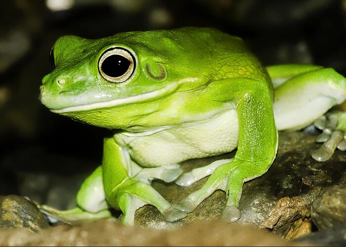 Animals Greeting Card featuring the photograph White-lipped Tree Frog by Mr Bennett Kent