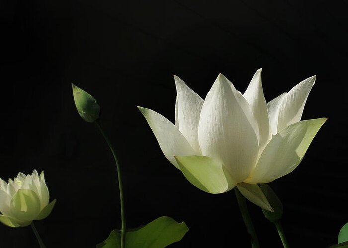 Garden Greeting Card featuring the photograph White Lotus Profile by Deborah Smith