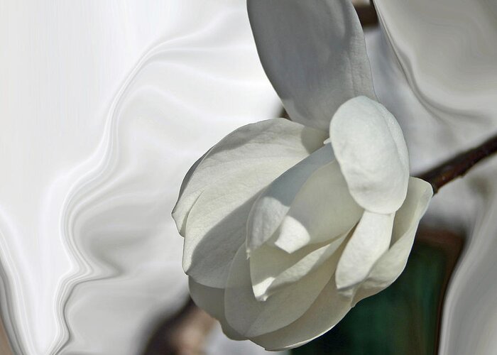Flowers Greeting Card featuring the photograph White Magnolia Series 510 by Jim Baker
