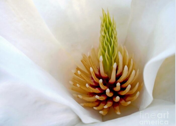 Photography Greeting Card featuring the photograph White Magnolia - Stamen by Kaye Menner