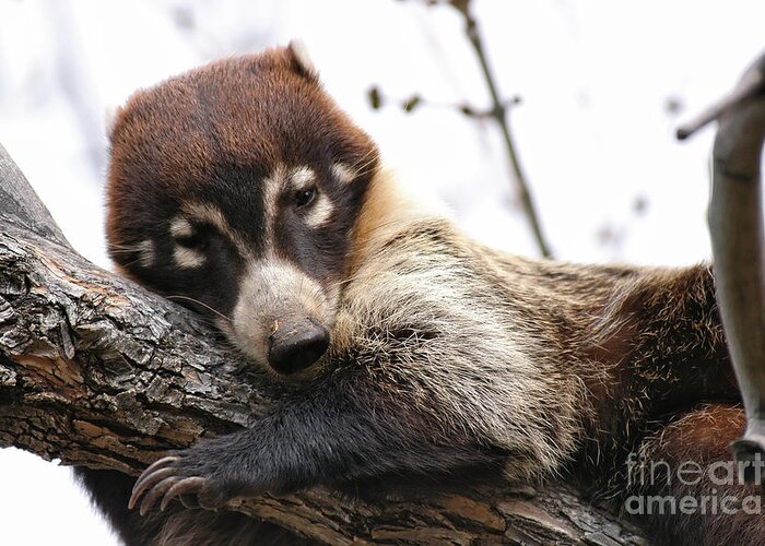 Coati Greeting Card featuring the photograph White-nosed Coati 4 by Al Andersen