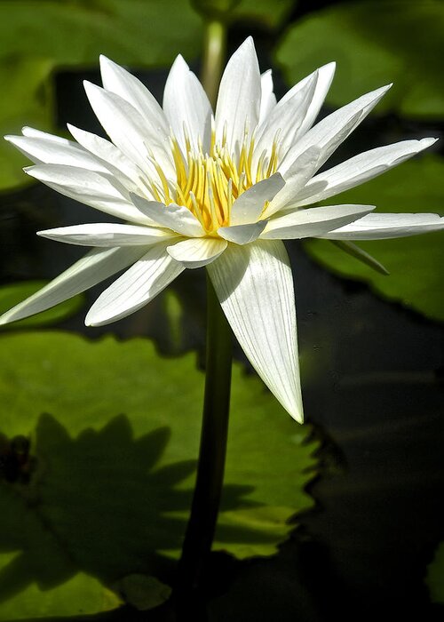 Nymphaeaceae Greeting Card featuring the photograph White Nymphaea, Water Lily by Venetia Featherstone-Witty