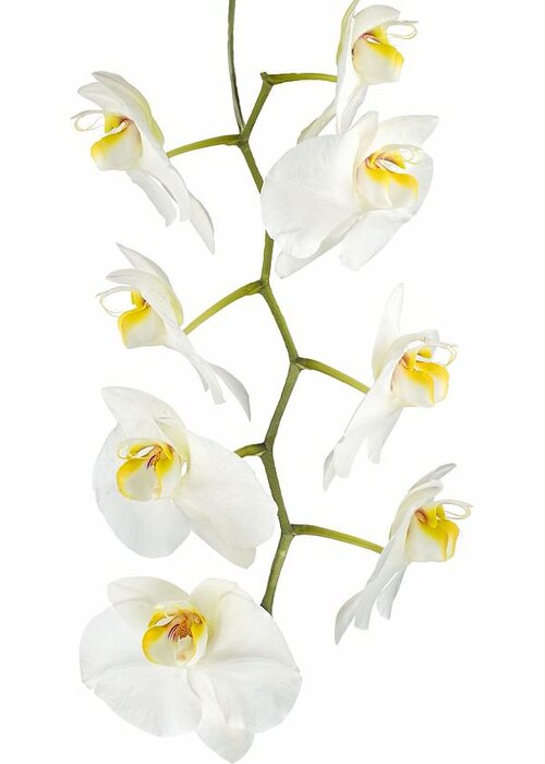 Orchid Greeting Card featuring the photograph White Orchid-4783 by Rudy Umans