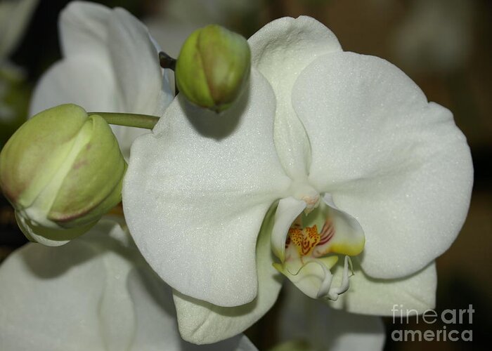 White Greeting Card featuring the photograph White Orchid by Jacklyn Duryea Fraizer