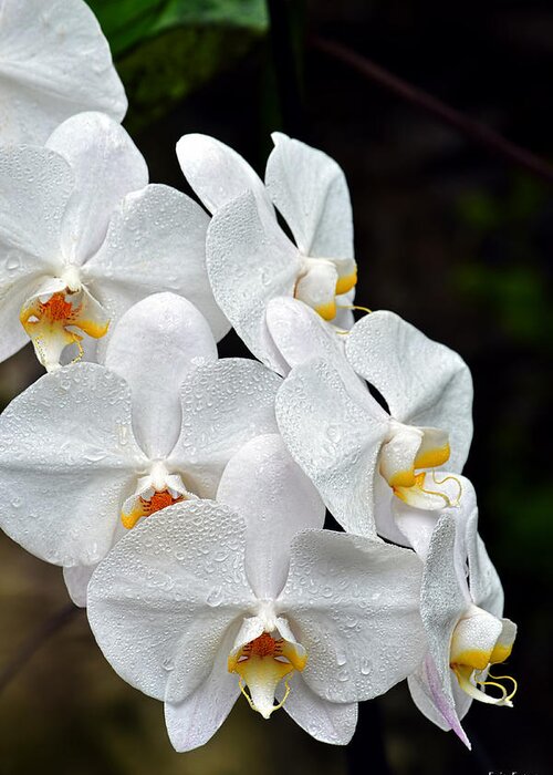 White Orchid Greeting Card featuring the photograph White Orchids after the rain by Aloha Art
