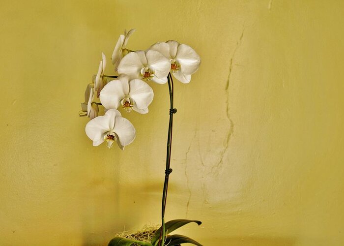 White Orchids Greeting Card featuring the photograph White Orchids by Jean Goodwin Brooks