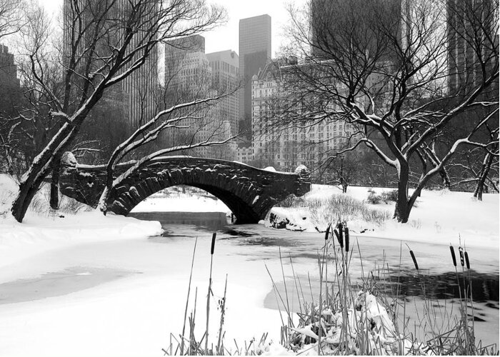 Black And White Greeting Card featuring the photograph White Park by Yue Wang