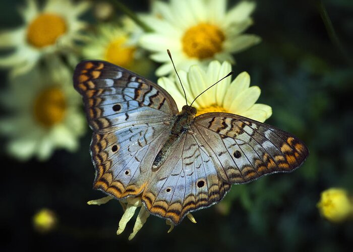 Anartia Jatrophae Greeting Card featuring the photograph White Peacock Butterfly on a Daisy by Saija Lehtonen