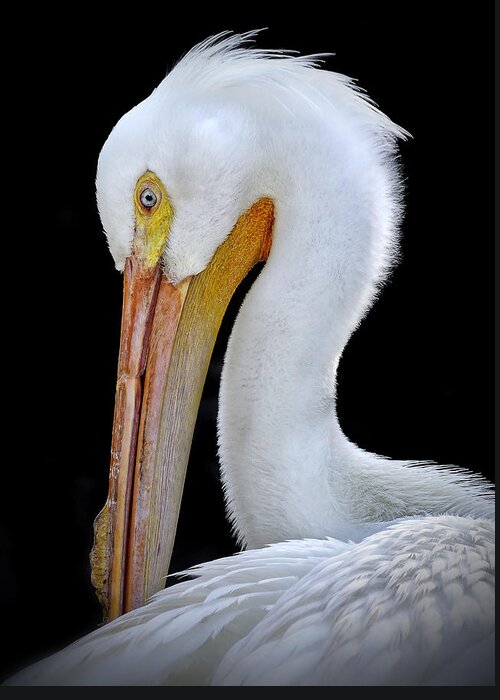 White Pelican Greeting Card featuring the photograph White Pelican by Carol Eade