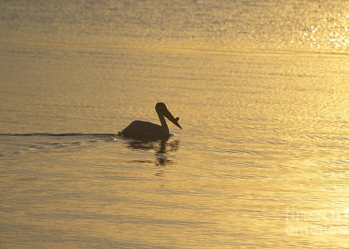 White Greeting Card featuring the photograph White Pelican on Golden Lake by Joan Wallner