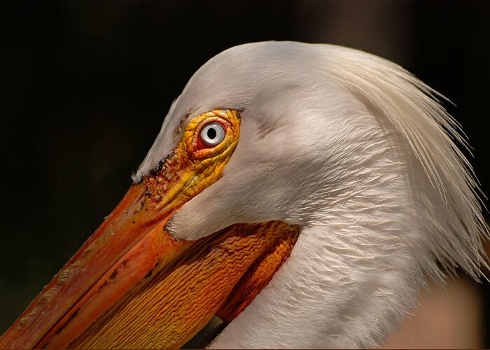Bird Greeting Card featuring the photograph White Pelican Portrait by Lorenzo Cassina
