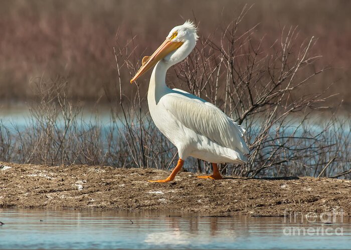 Wildlife Greeting Card featuring the photograph White Pelican by Robert Frederick