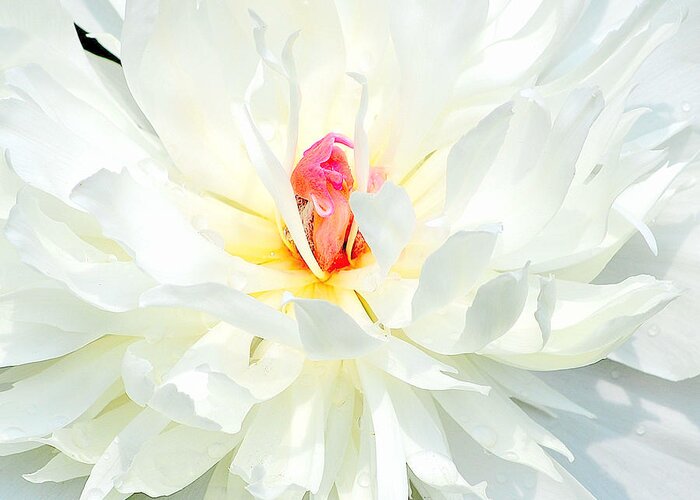 Art Greeting Card featuring the photograph White Peony I by Joan Han