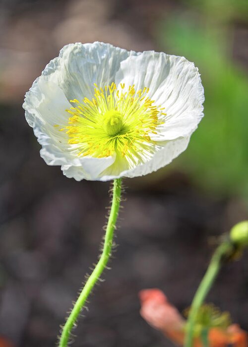 Bloom Greeting Card featuring the photograph White Poppy, Garden, USA by Lisa S. Engelbrecht