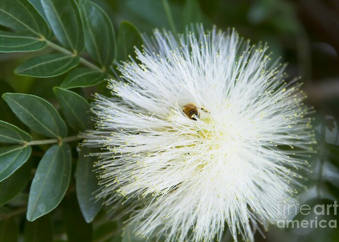 Flower Greeting Card featuring the photograph White Powder Puff - Mimosaceae Calliandra haematocephala Alba by Sharon Mau