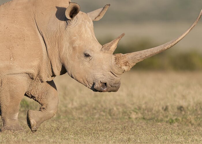 Feb0514 Greeting Card featuring the photograph White Rhinoceros Kenya by Tui De Roy
