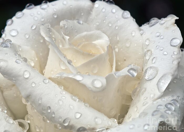 White Greeting Card featuring the photograph White Rose After The Rain by Eddie Yerkish